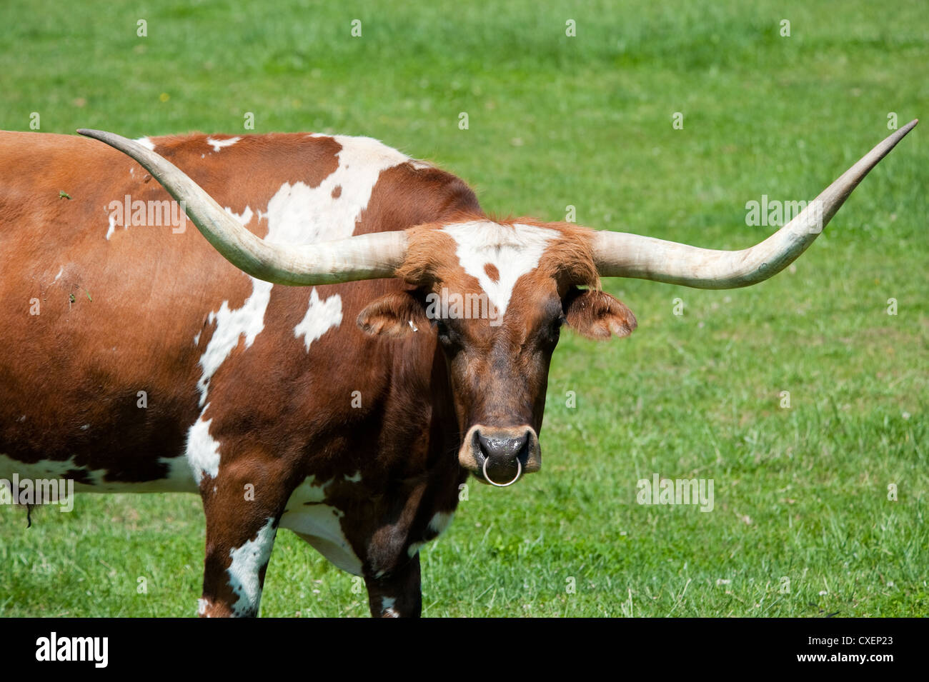 Bull horn shop nose ring