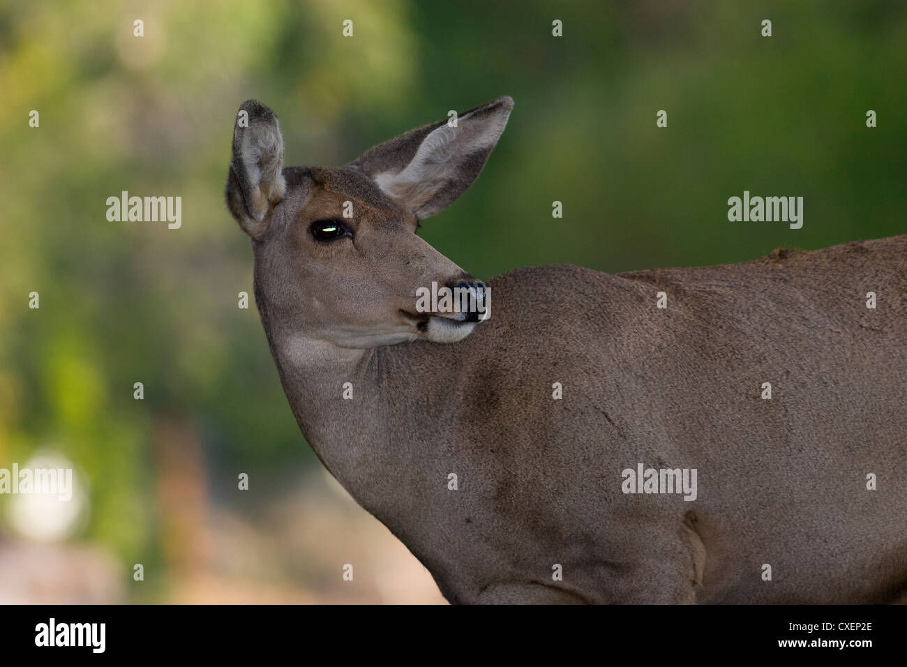 Mule Deer, Odocoileus hemionus, Rawlins, SWyoming Stock Photo