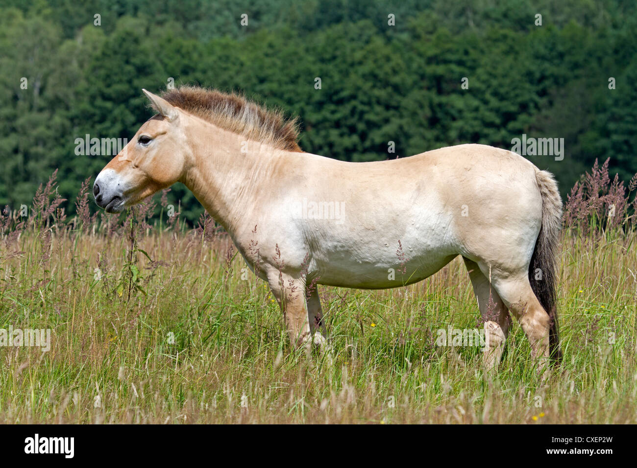 Przewalski's horse / Equus ferus przewalskii Stock Photo