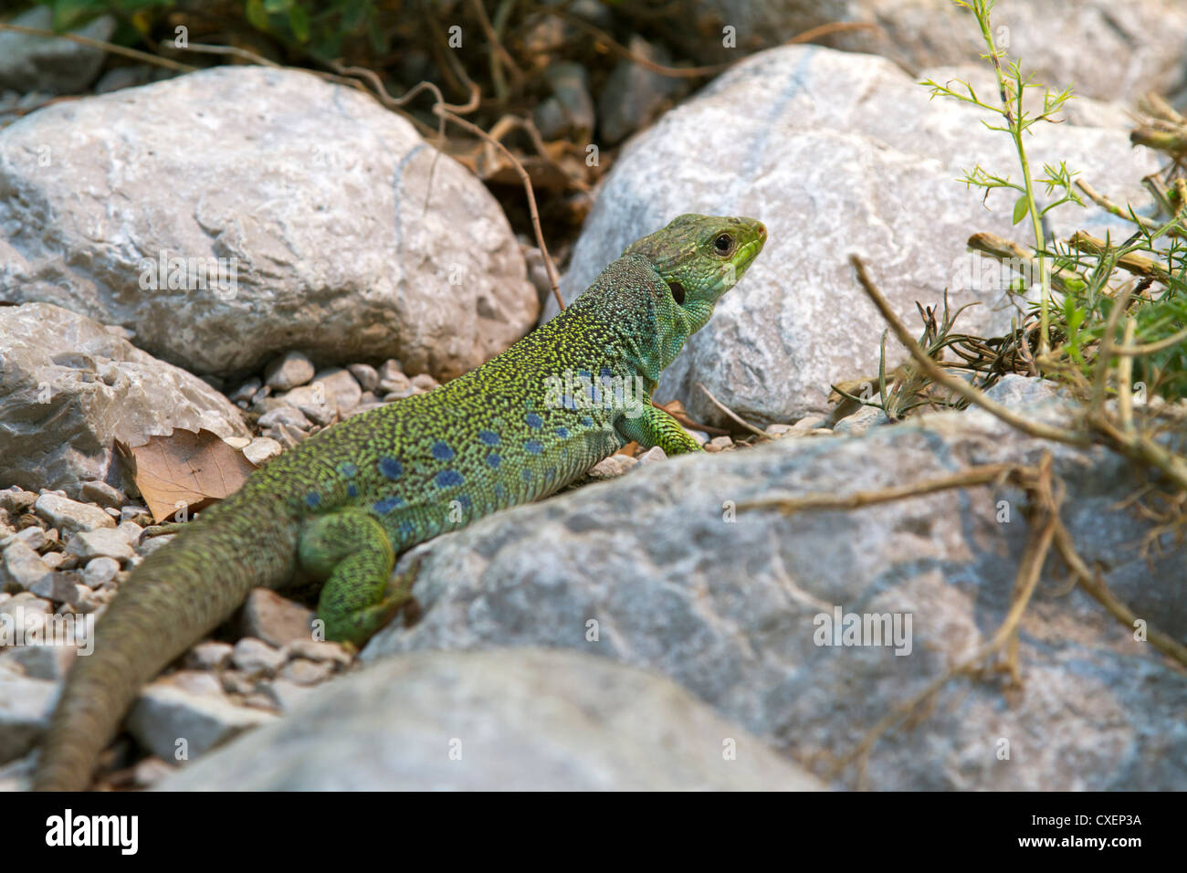 Ocellated Lizard / Timon lepidus Stock Photo