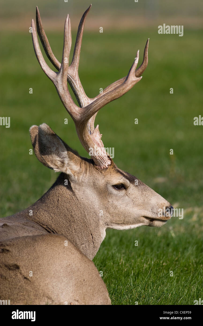Mule Deer, Odocoileus hemionus, Rawlins, Wyoming Stock Photo