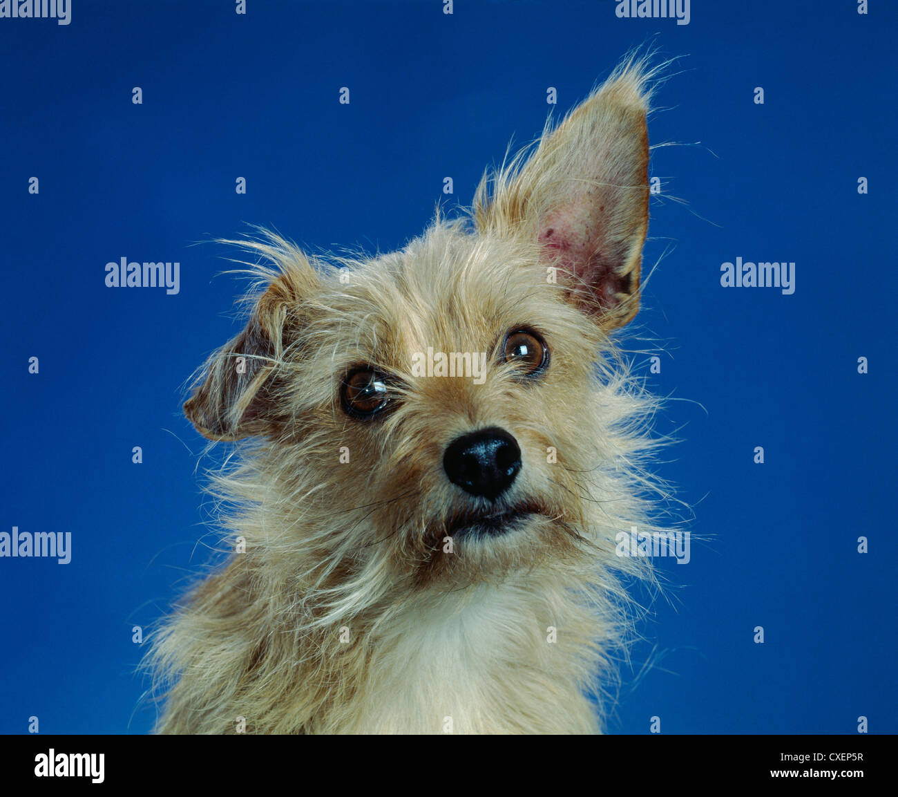 CUTE MIXED BREED DOG / STUDIO Stock Photo - Alamy