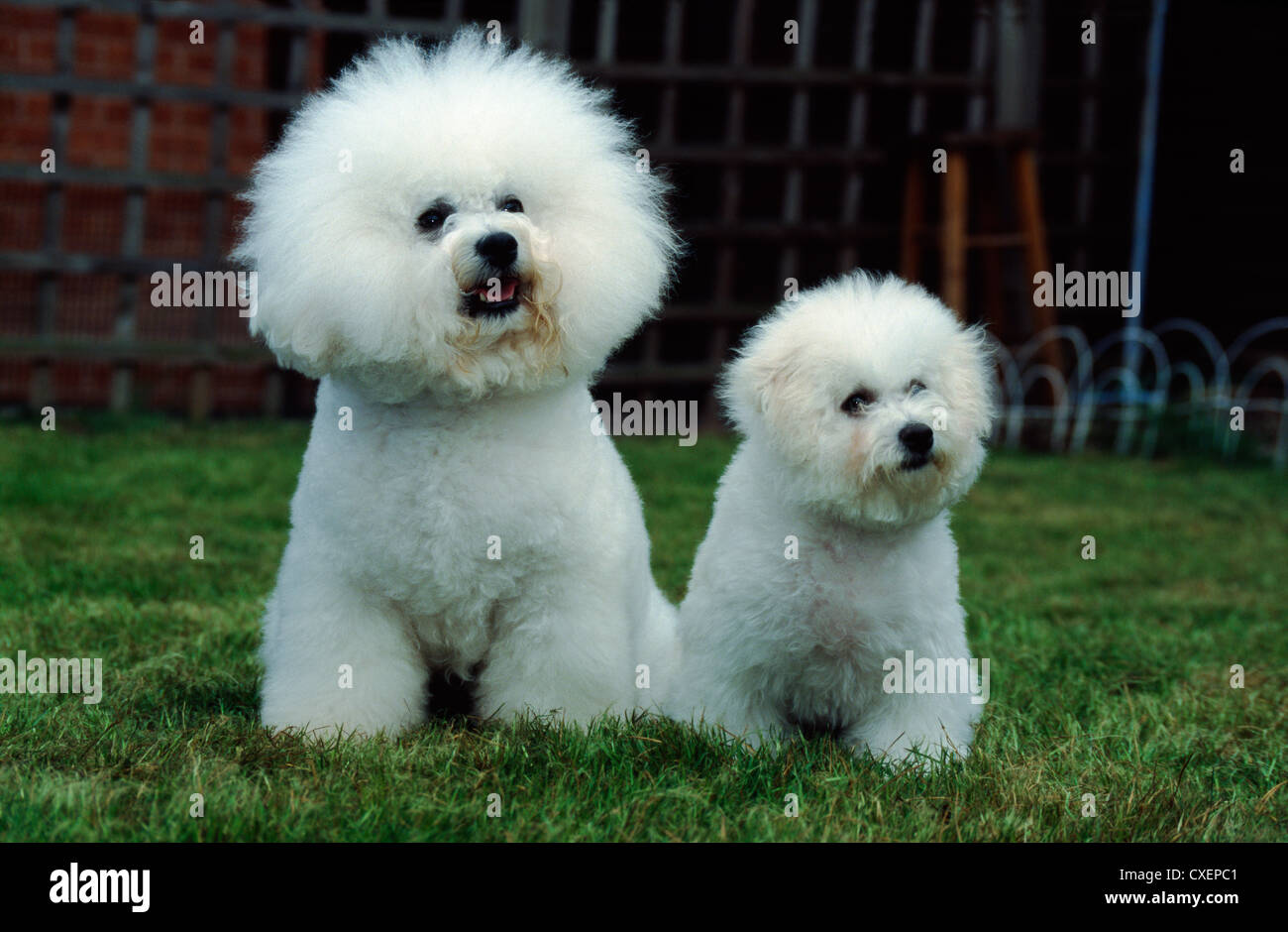 FULL GROWN BICHON FRISE AND PUPPY SITTING ON LAWN / IRELAND Stock Photo