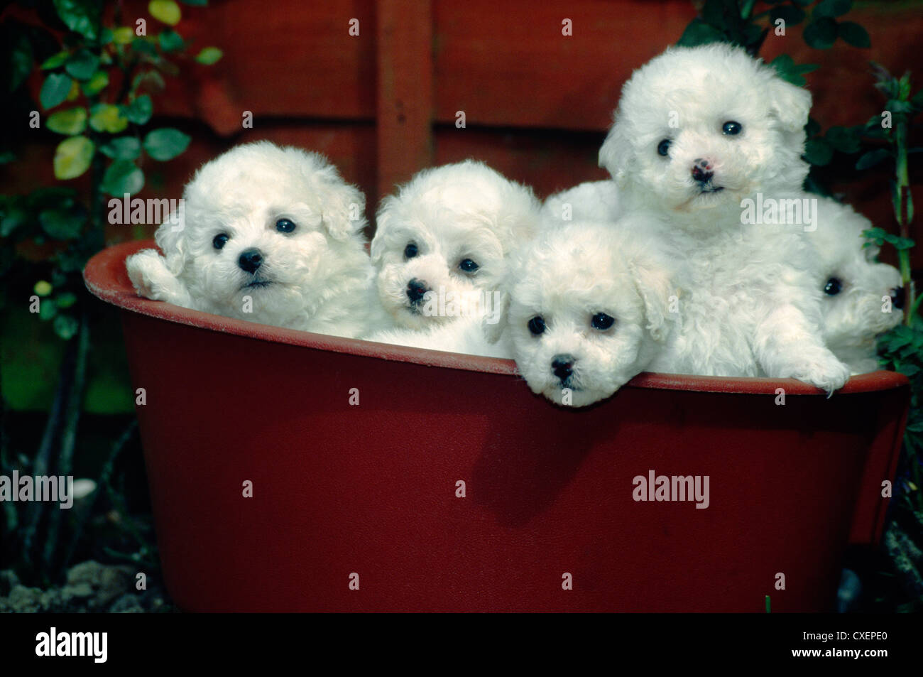 BICHON FRISE PUPPIES POSING IN FLOWER POT / IRELAND Stock Photo