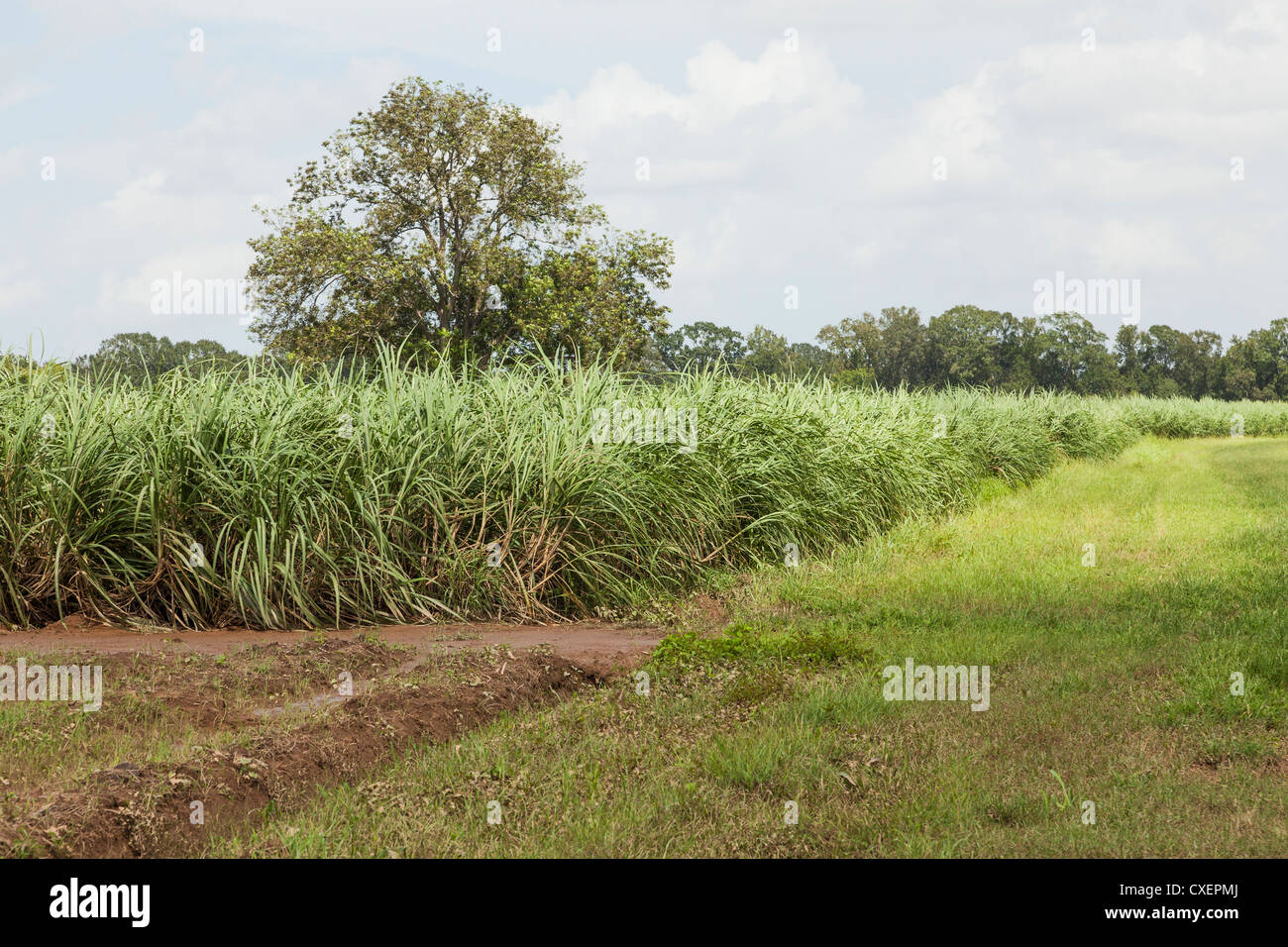 Oak trees growing between sugar cane fields in South Louisiana Stock Photo Alamy