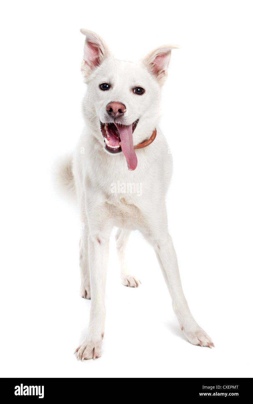 White dog on white background Stock Photo