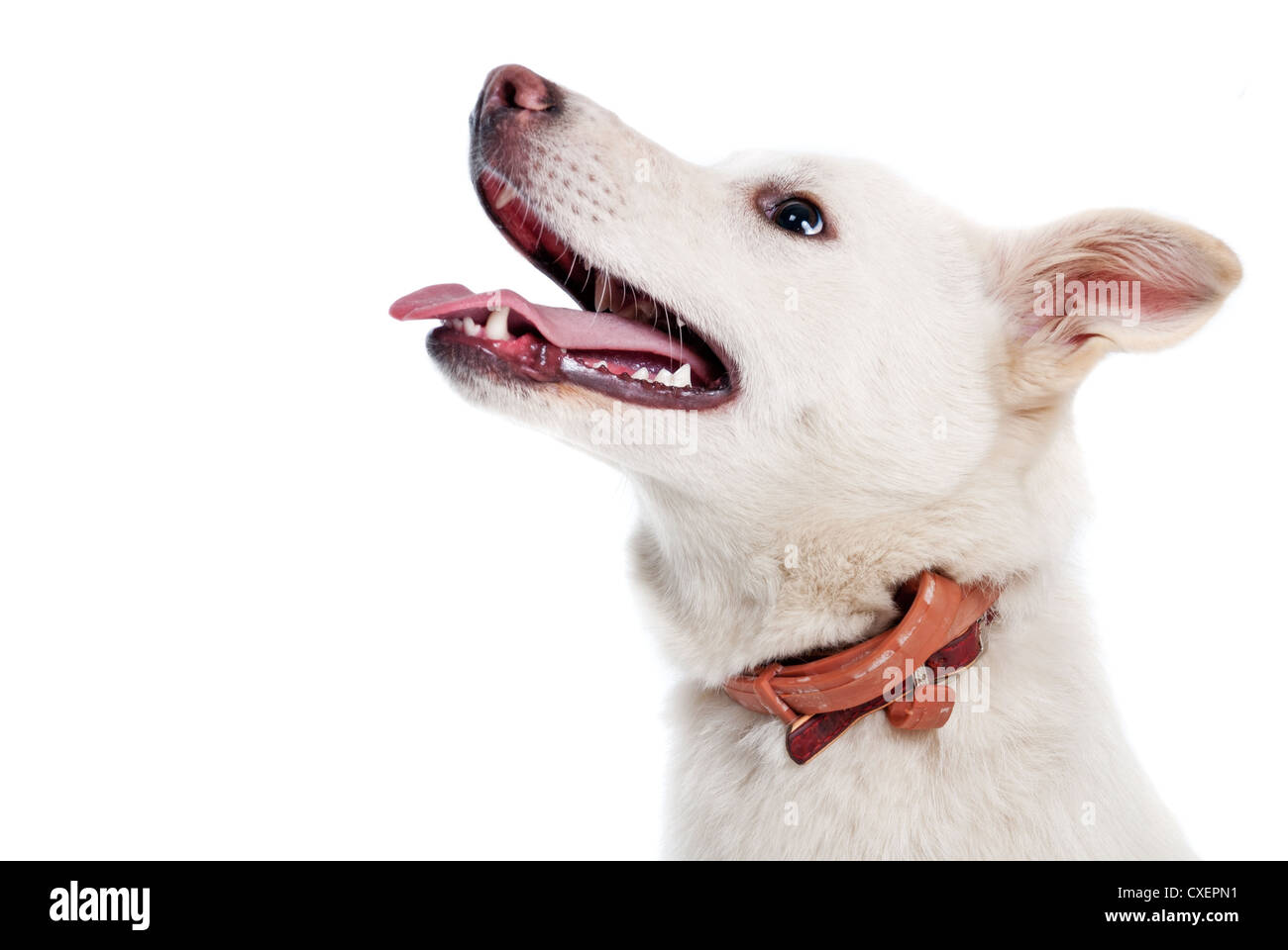 White dog on white background Stock Photo