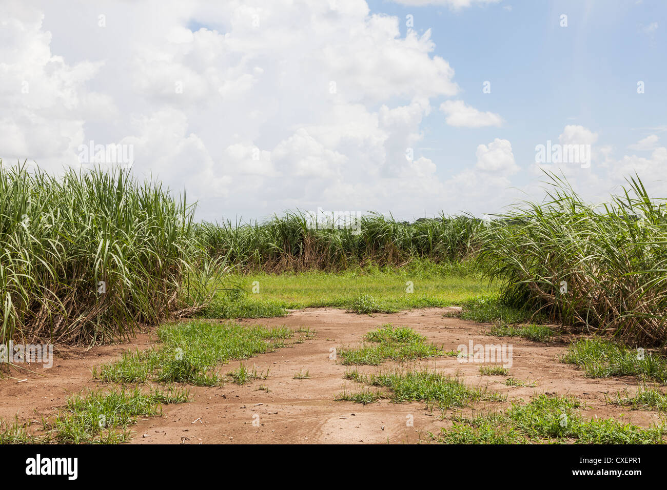 Louisiana sugar cane field hires stock photography and images Alamy