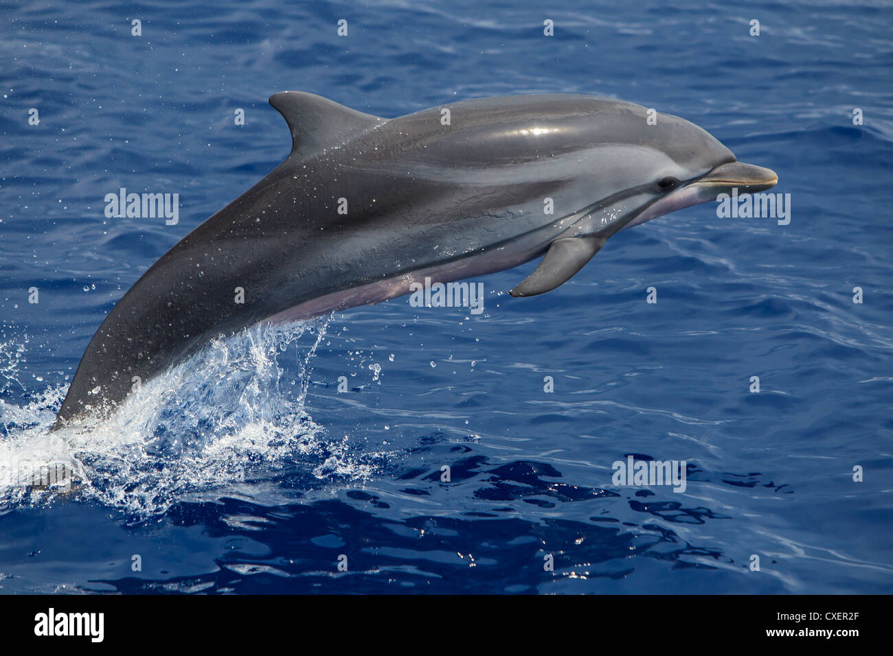 Striped Dolphin, Blau-Weißer Delfin, Stenella coeruleoalba, wild, leaping, Maldives Indian Ocean Stock Photo