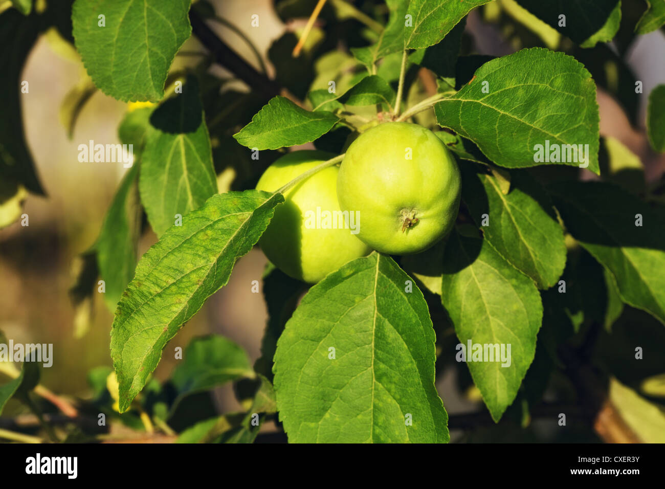 Choice fruit orchards hires stock photography and images Alamy