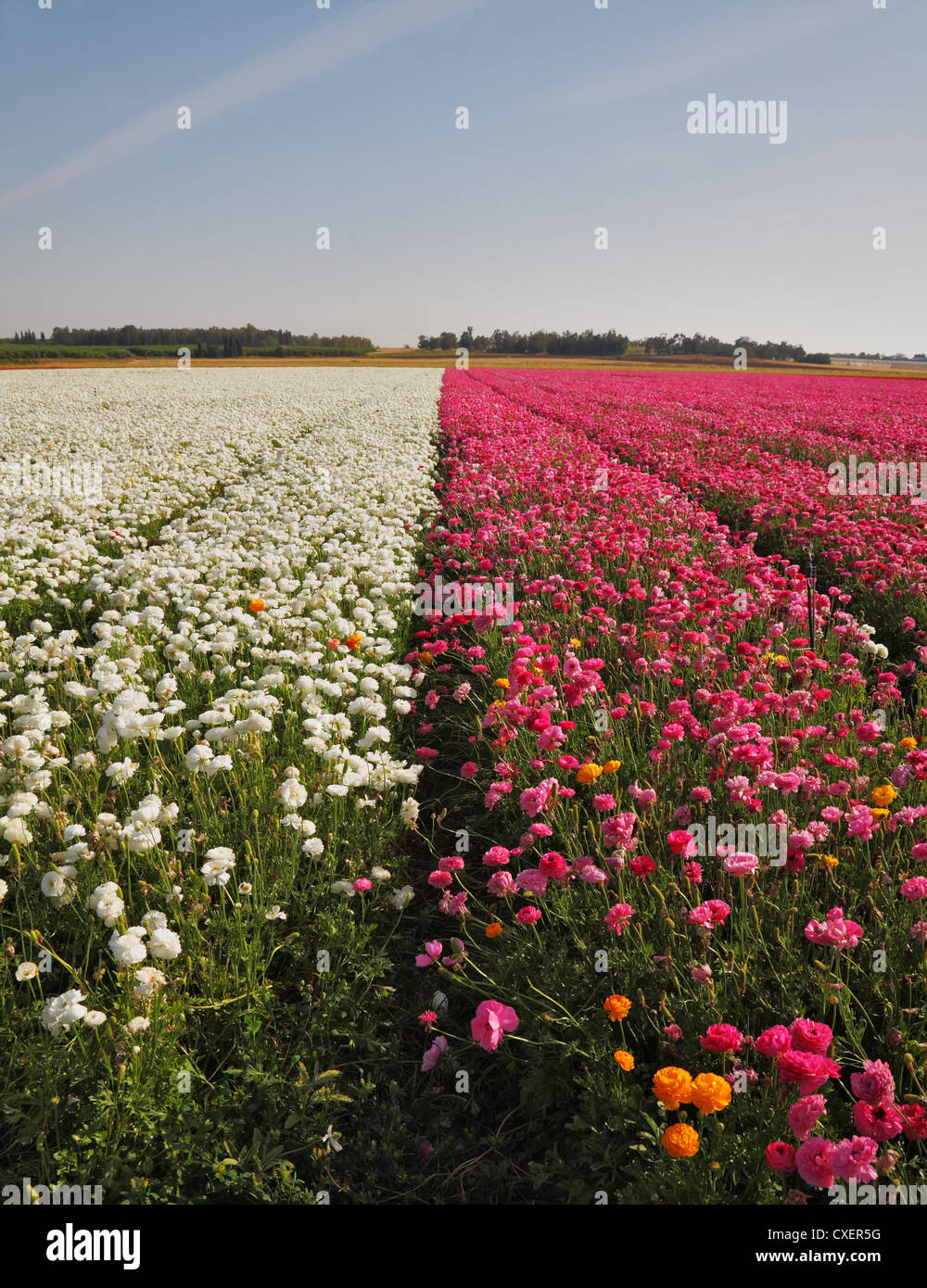 Large field of flowers on the farm Stock Photo - Alamy