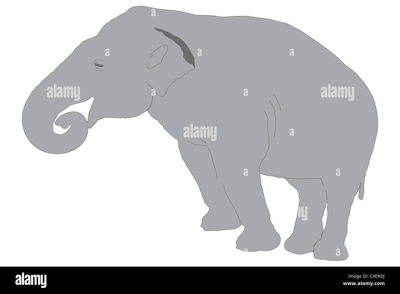 An elephant isolated on white background Stock Photo - Alamy