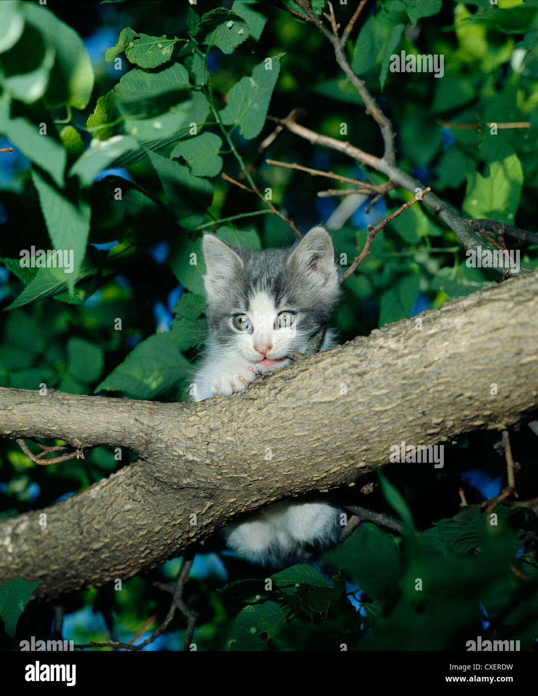 KITTEN IN TREE / IOWA Stock Photo Alamy