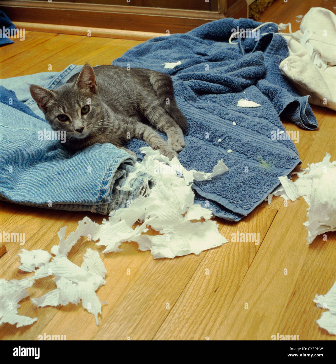 Cat shredded paper towel hires stock photography and images Alamy