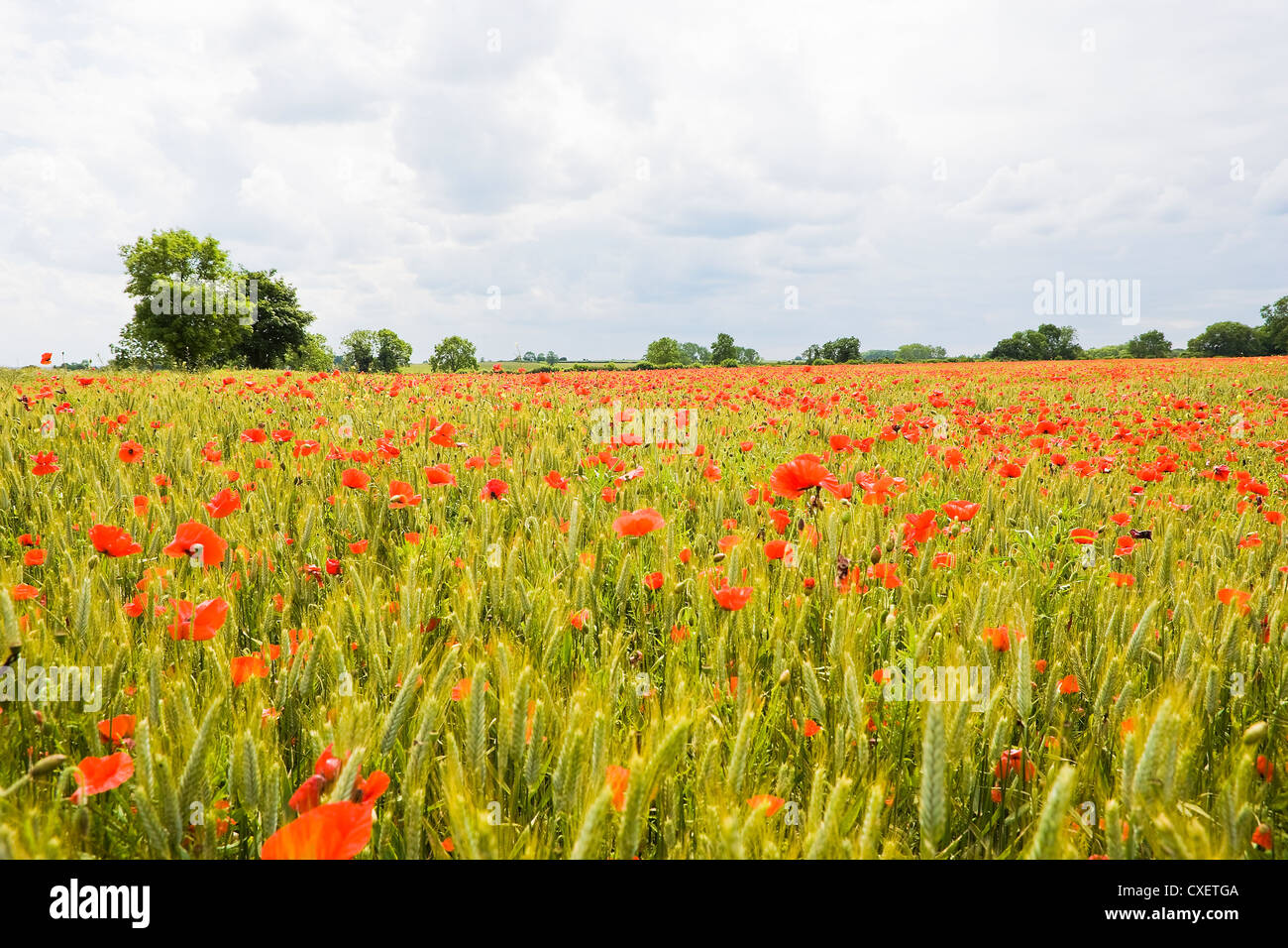 Poppies in an English wheatfield Stock Photo