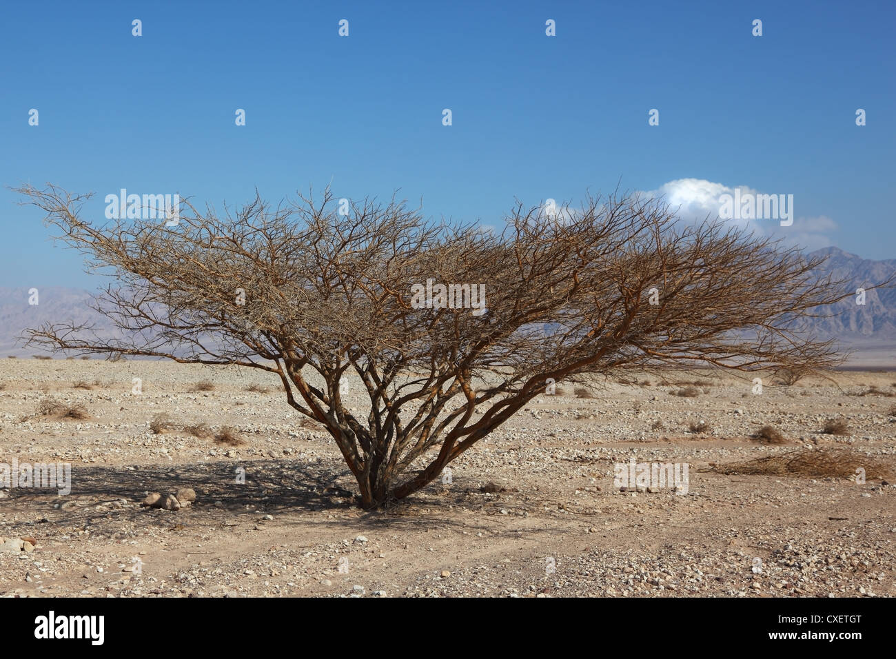 Lonely tree in stone desert Stock Photo