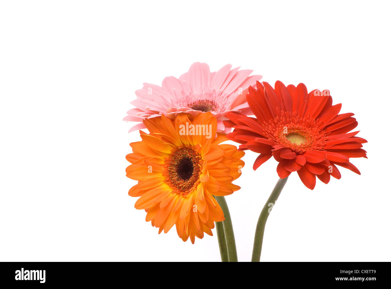 Beautiful gerber flowers on a white background Stock Photo