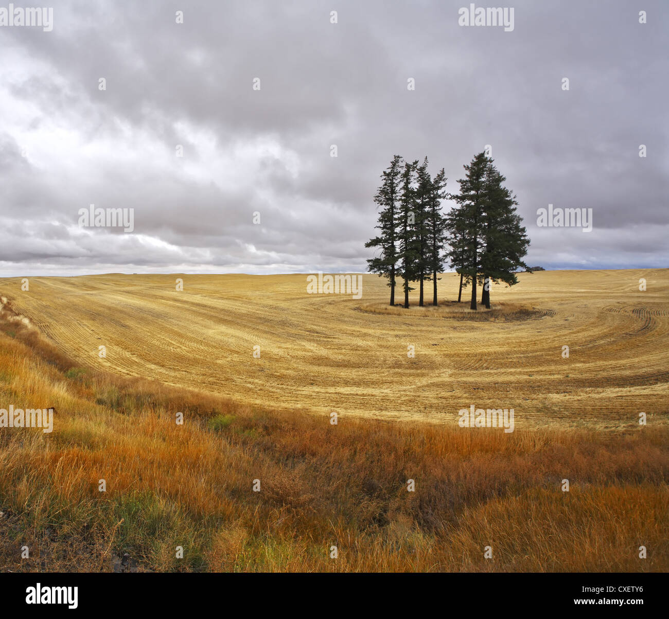 The trees in fields Stock Photo - Alamy