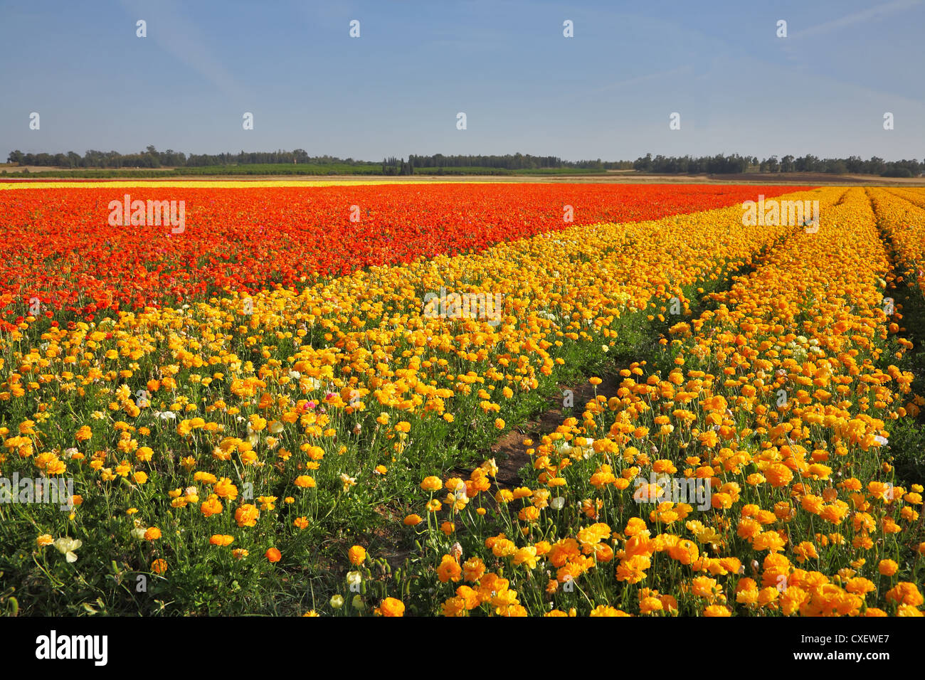 A farm on cultivation of buttercups Stock Photo Alamy