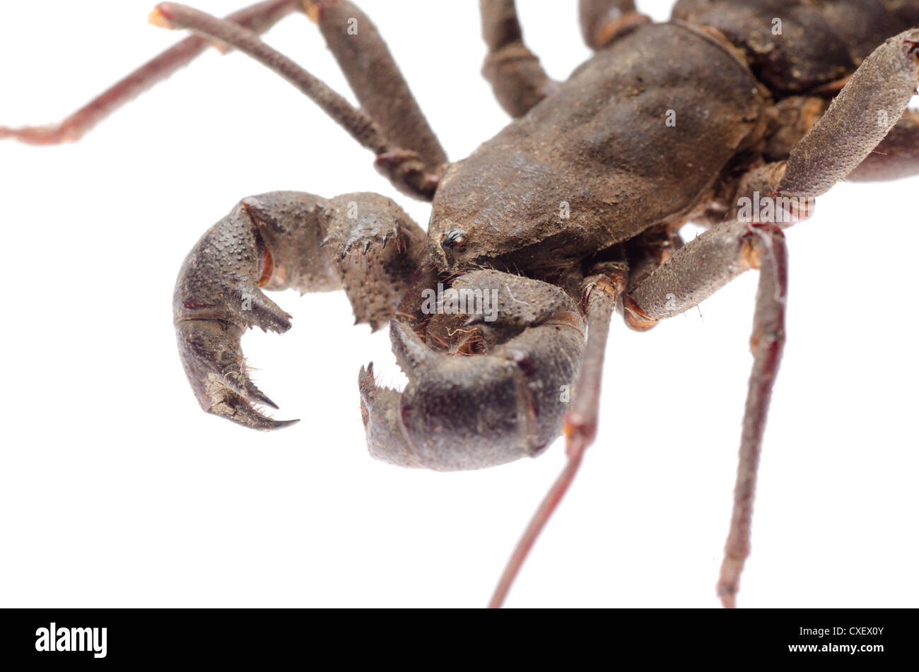 vinegaroon scorpion Stock Photo