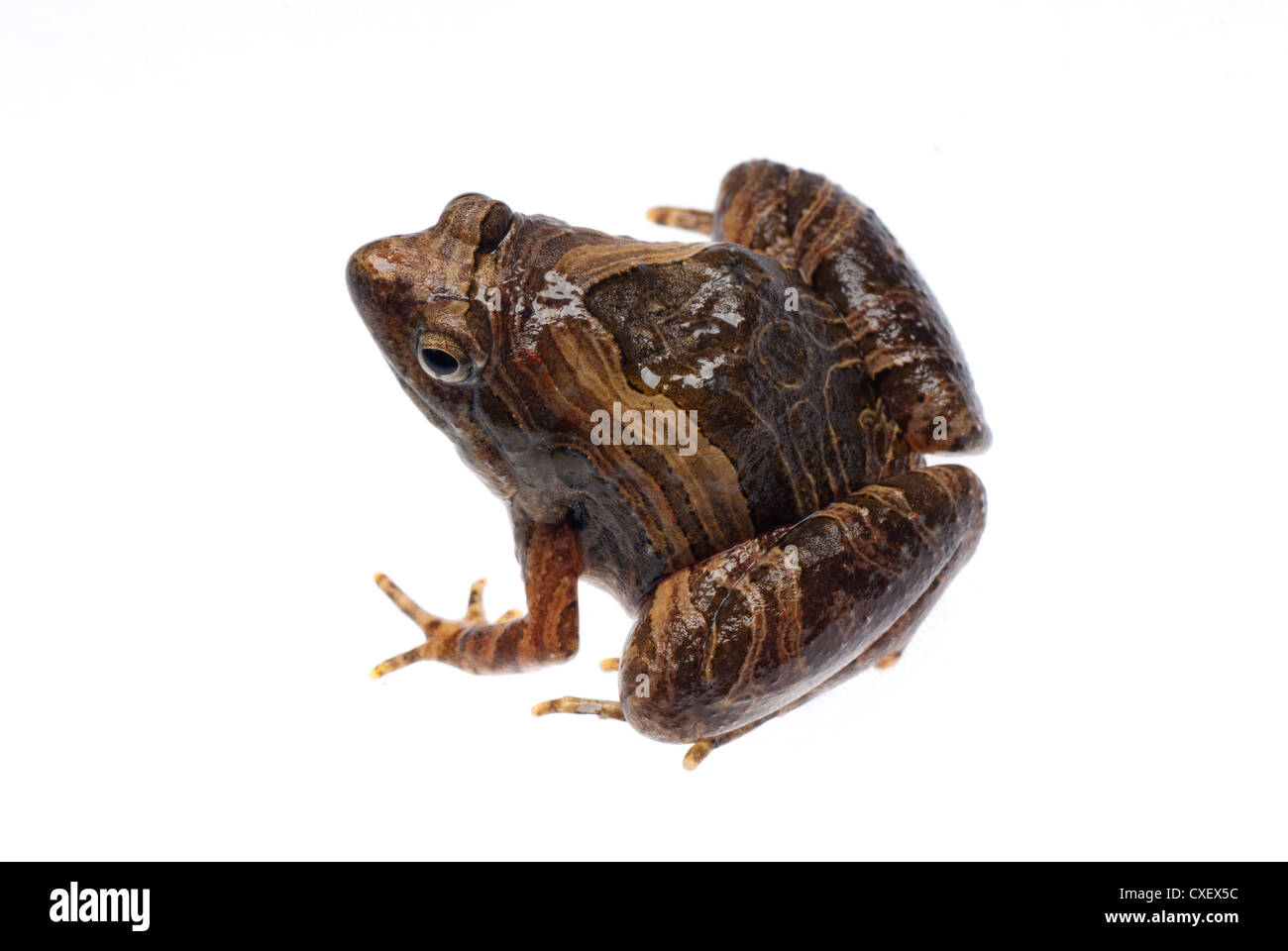 animal frog Stock Photo