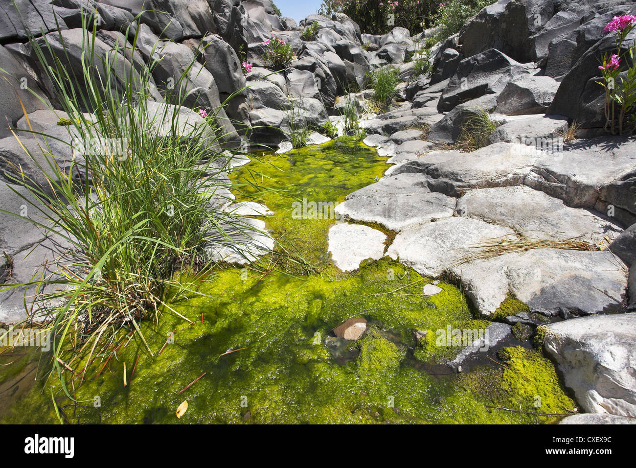 Stream with green ooze Stock Photo