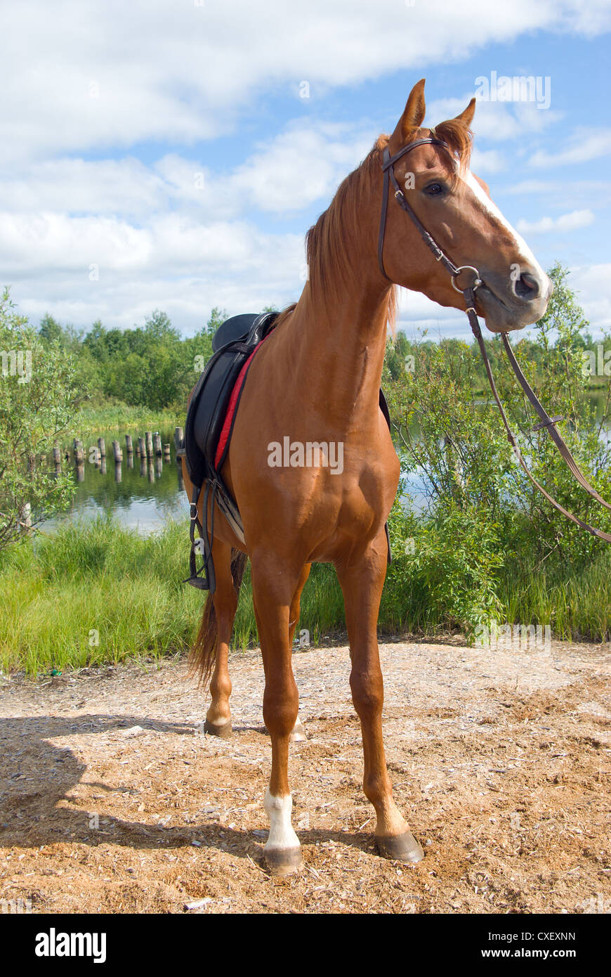 racehorse outdoor Stock Photo