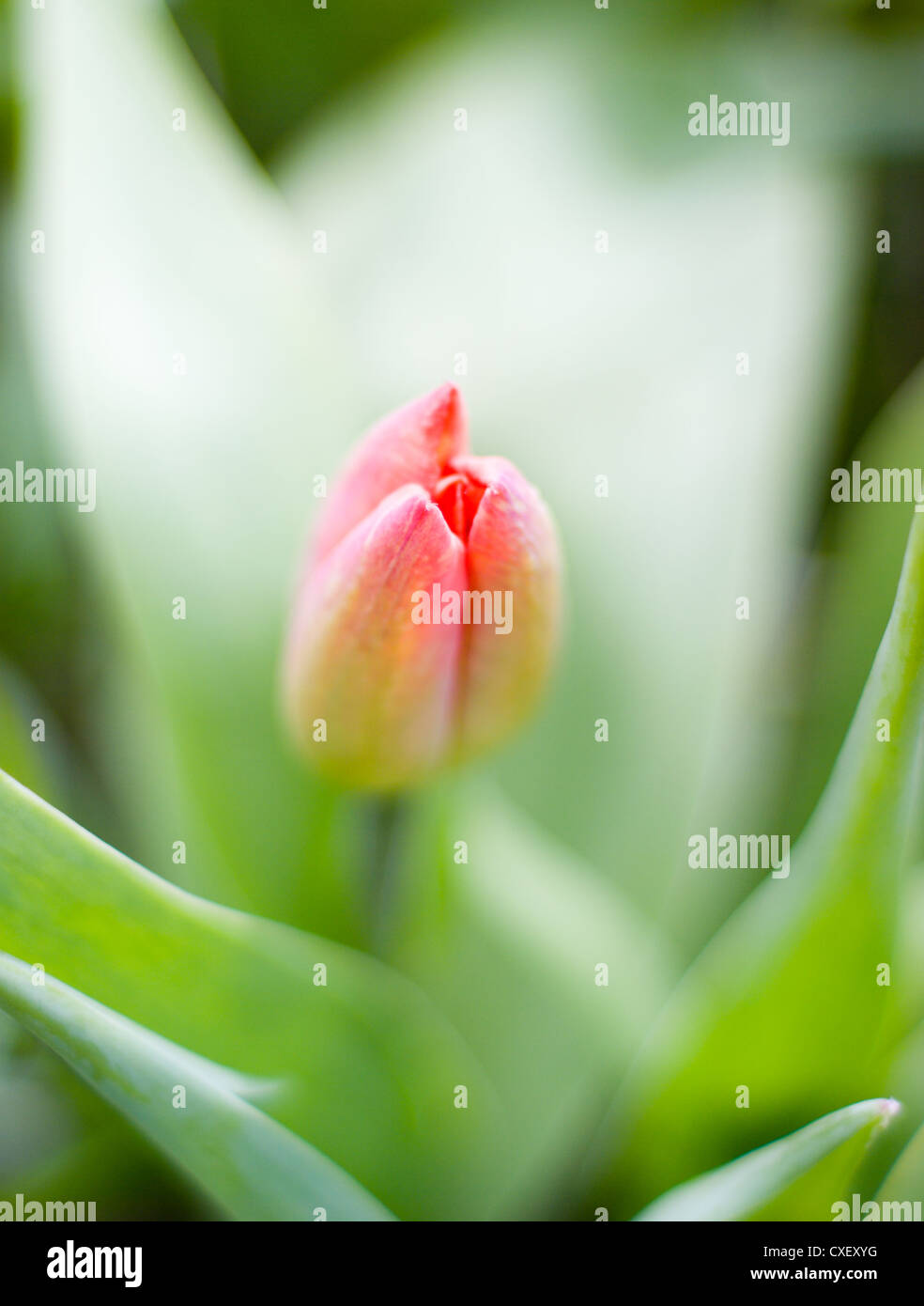 tulips close up Stock Photo - Alamy