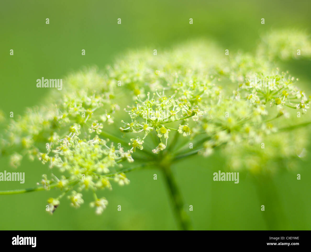Angelica plan. Close-up Stock Photo - Alamy