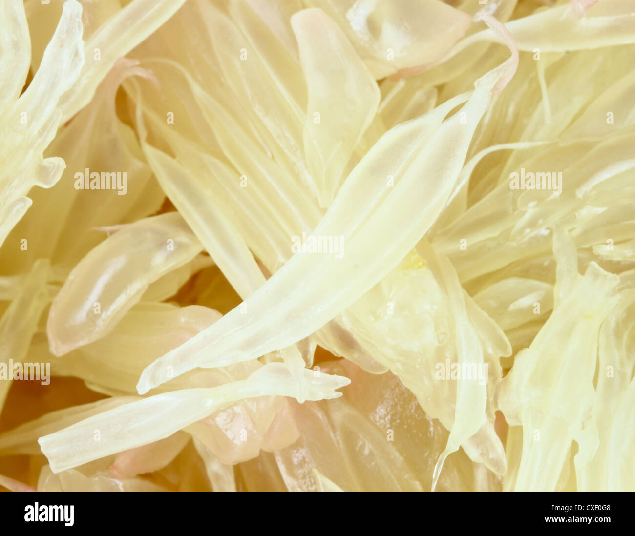 Close up slices of pomelo Stock Photo