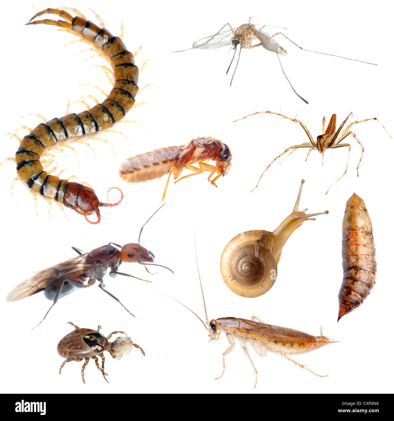 Insect pest hires stock photography and images Alamy