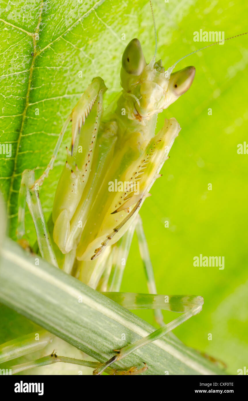 praying mantis Stock Photo