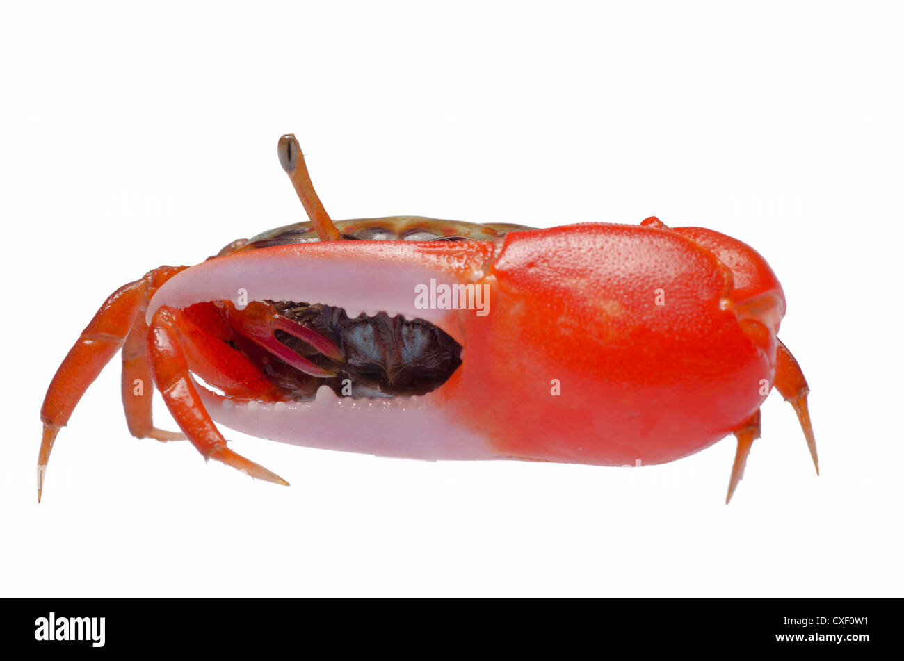 animal fiddler crab isolated on white background Stock Photo - Alamy