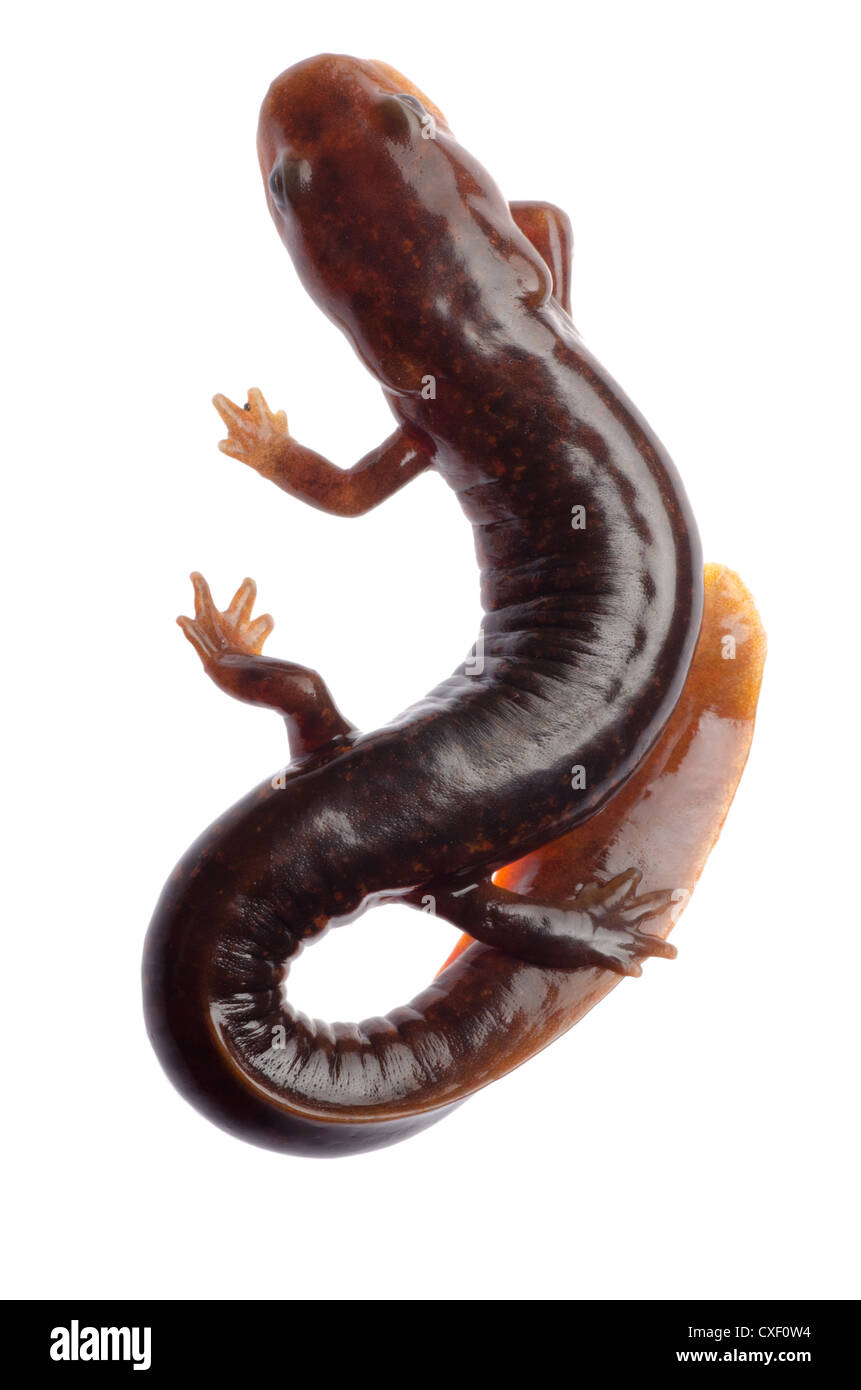 Chinese tsitou salamander newt Stock Photo