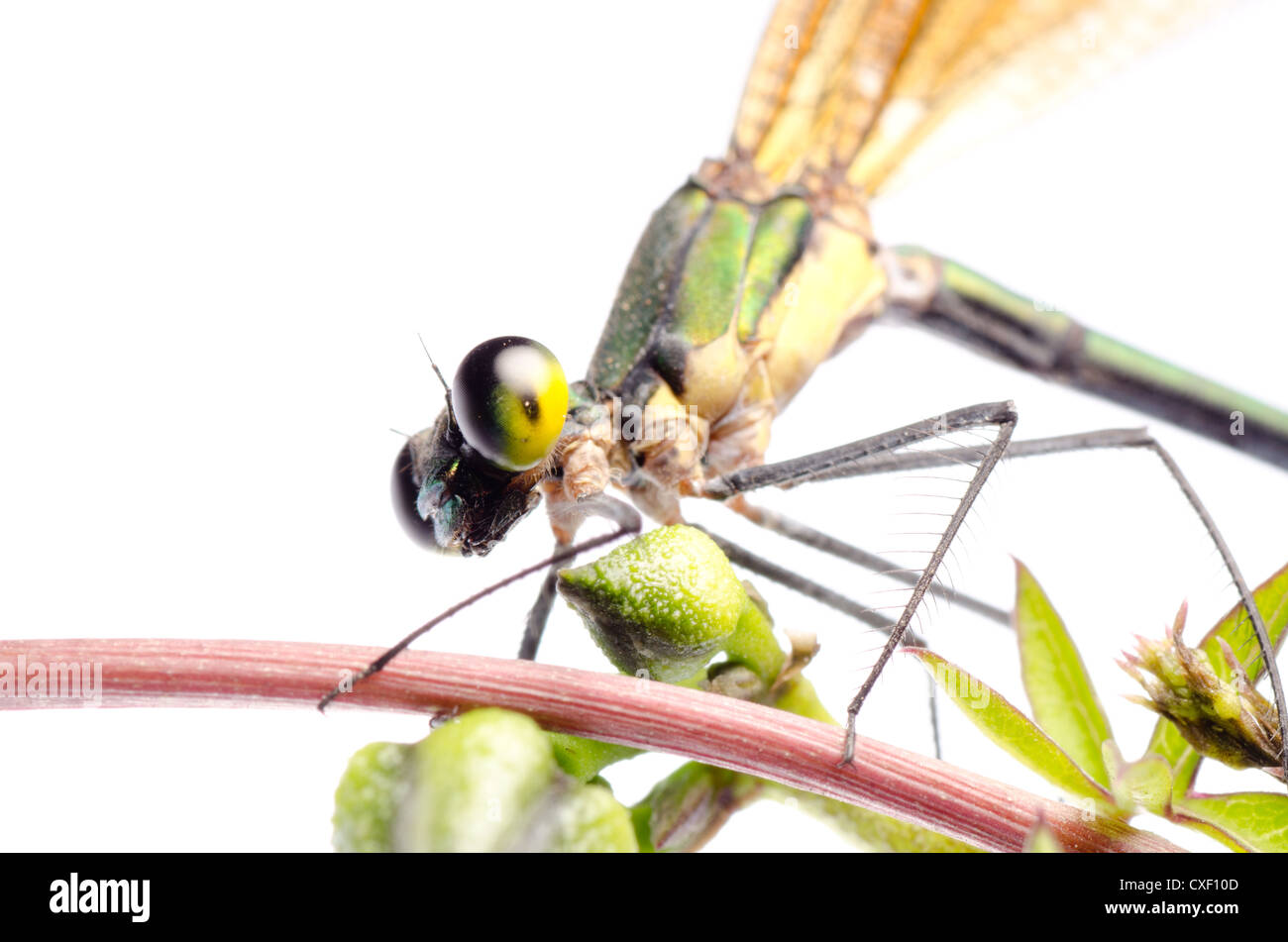 insect damsefly dragonfly isolated Stock Photo - Alamy