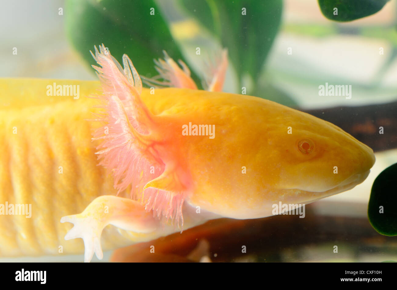 salamander newt head Stock Photo