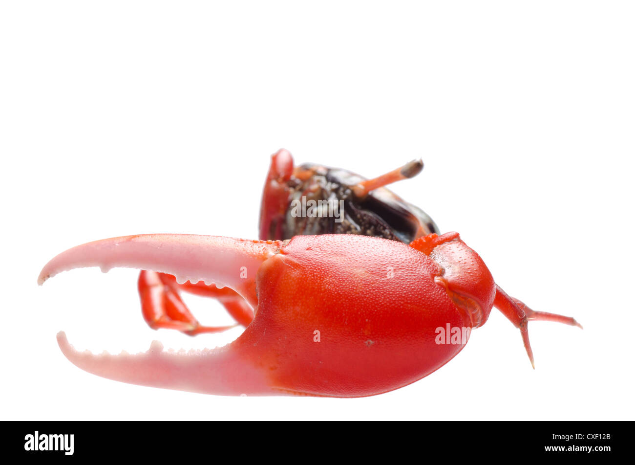 fiddler crab Stock Photo