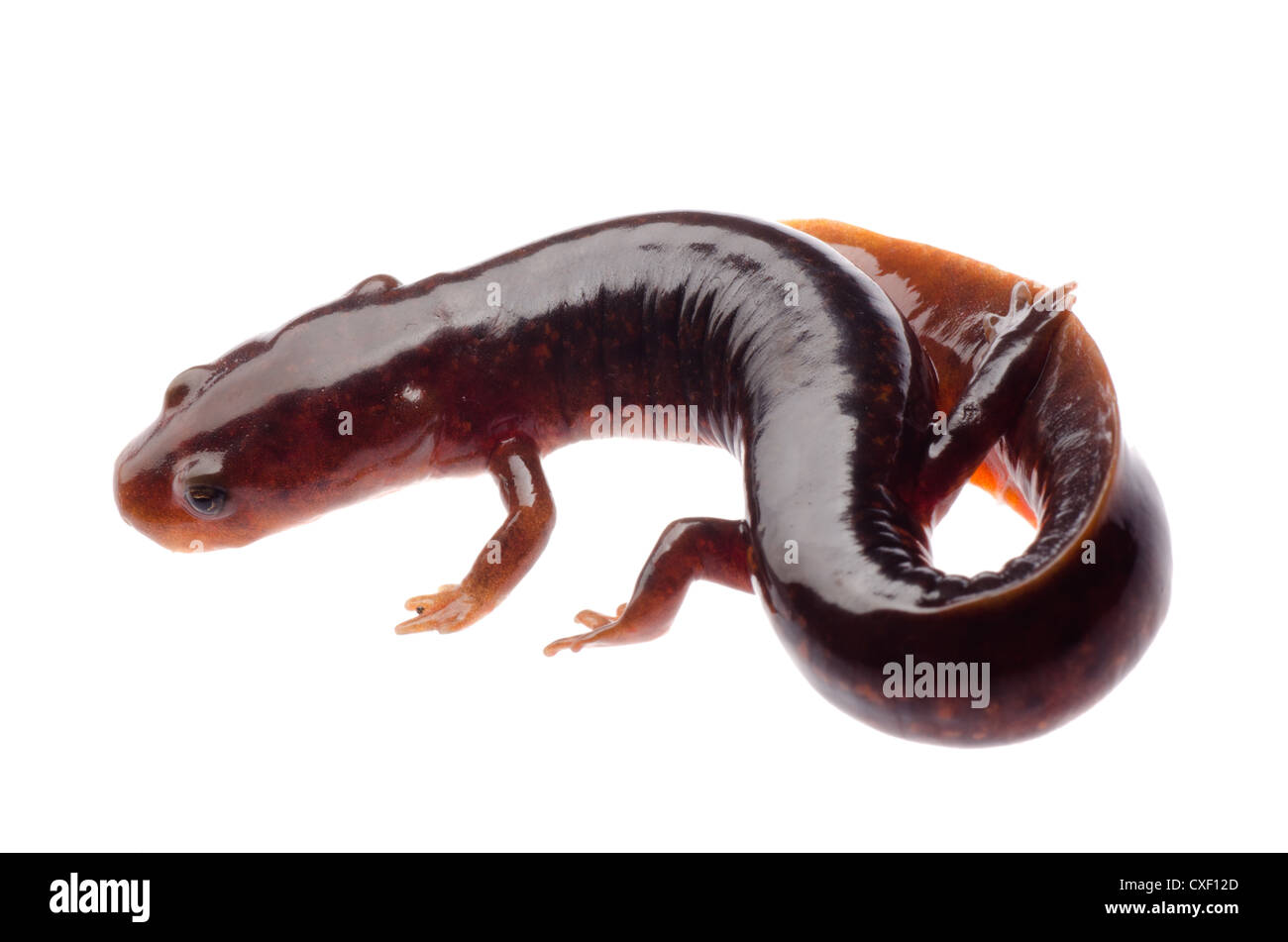 Chinese tsitou salamander newt Stock Photo