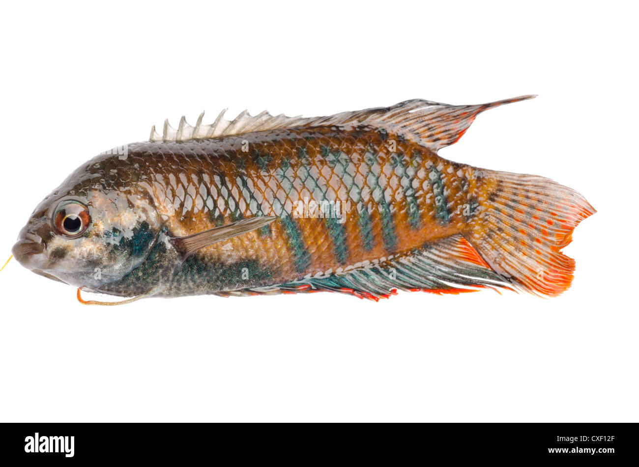 chinese fight fish Macropodus opercularis isolated on white Stock Photo