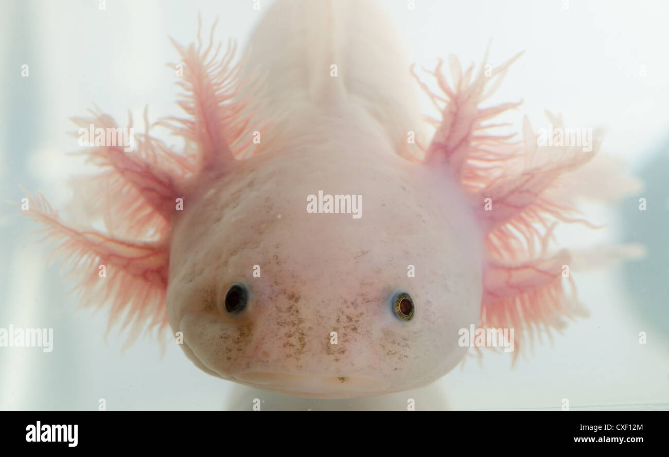 salamander newt head Stock Photo