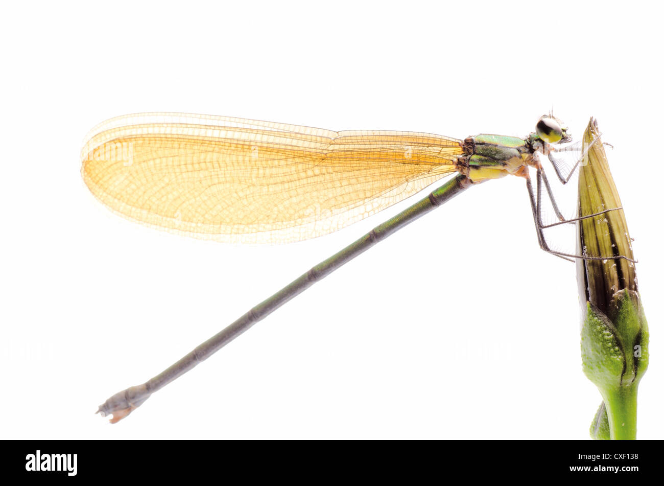 insect damselfly dragonfly isolated on white Stock Photo - Alamy