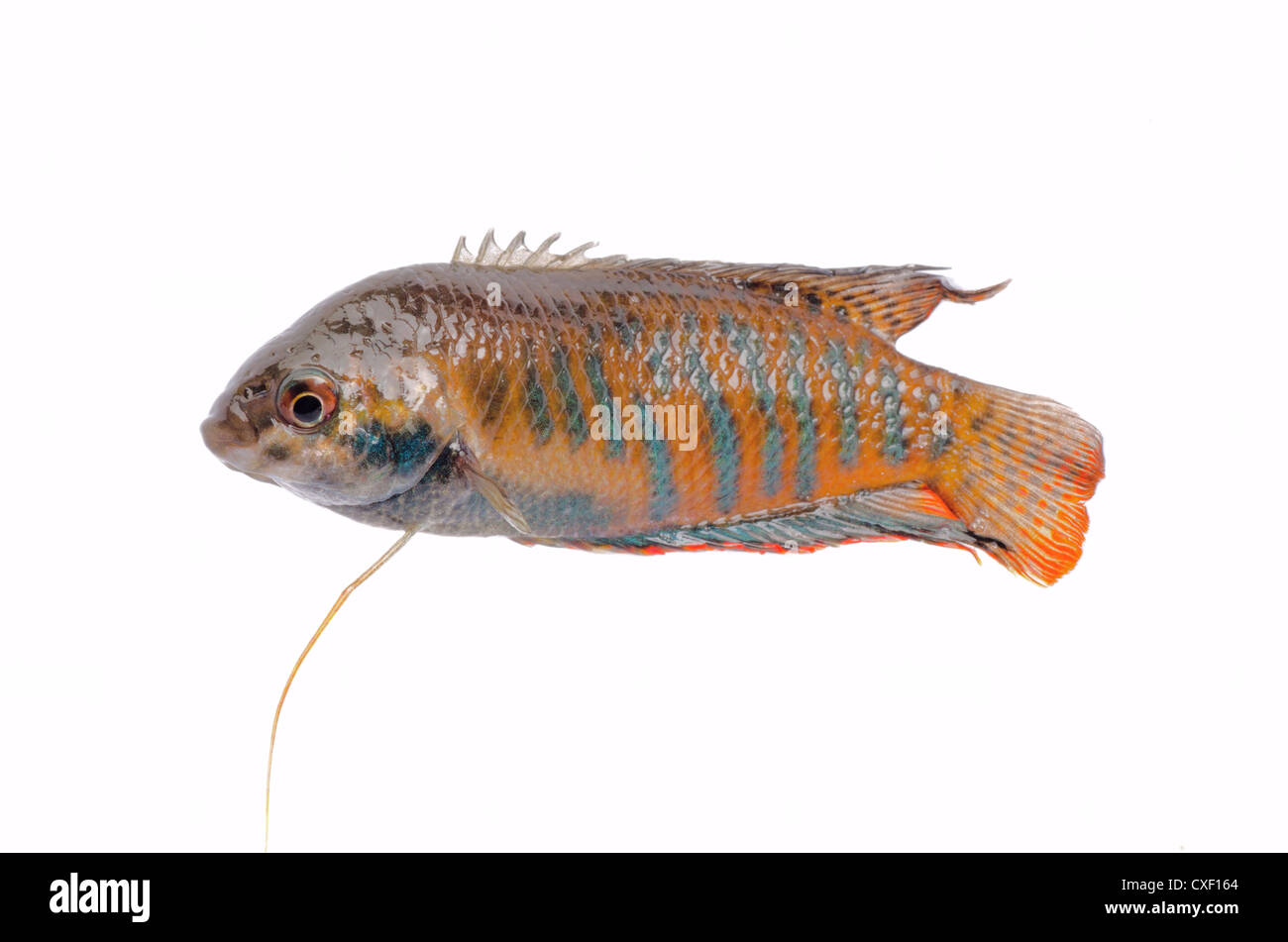 chinese fight fish Macropodus opercularis isolated on white Stock Photo