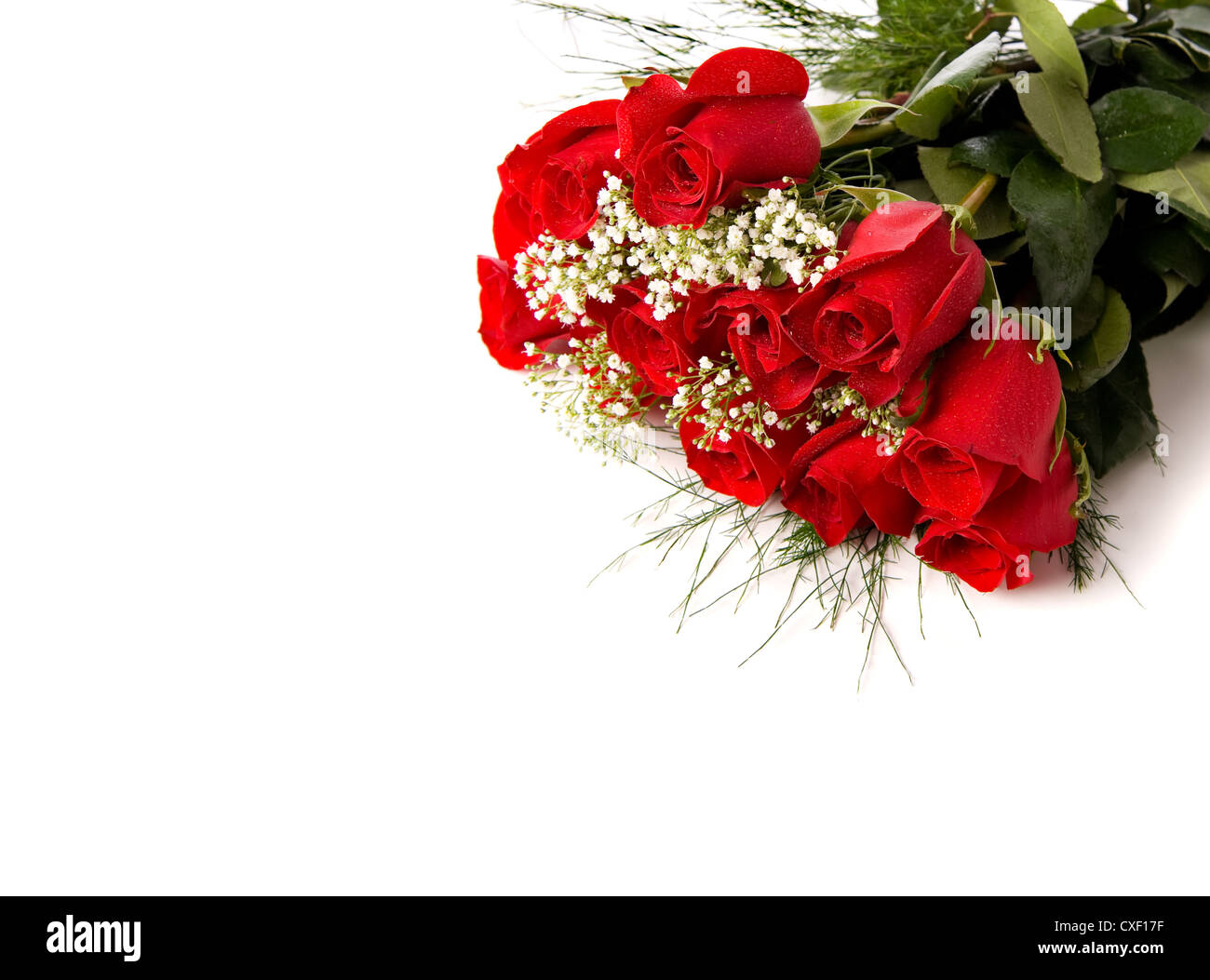 Red roses on white background Stock Photo Alamy
