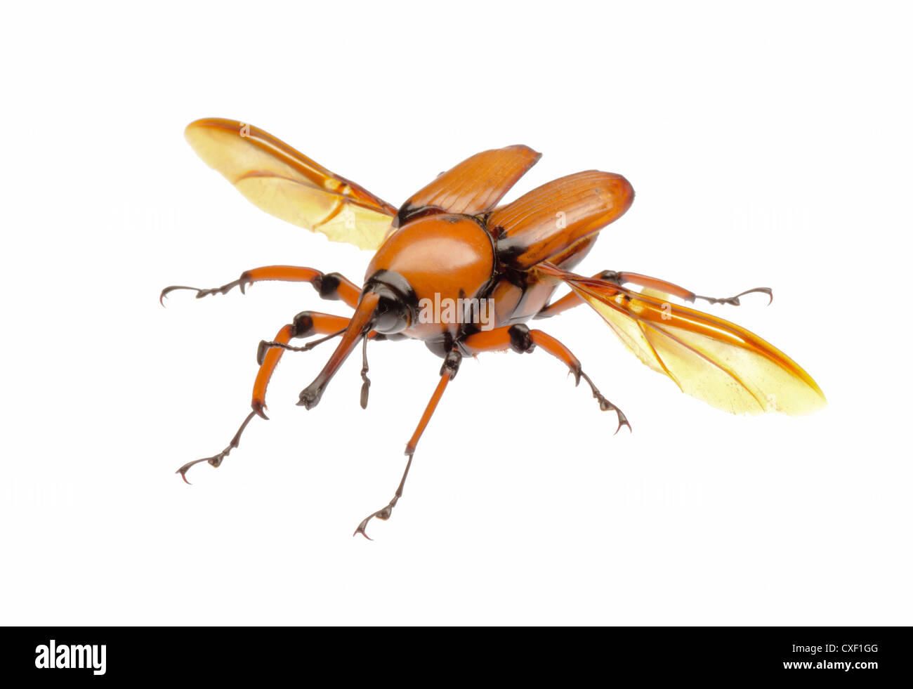 female brown palm weevil snout beetle Stock Photo