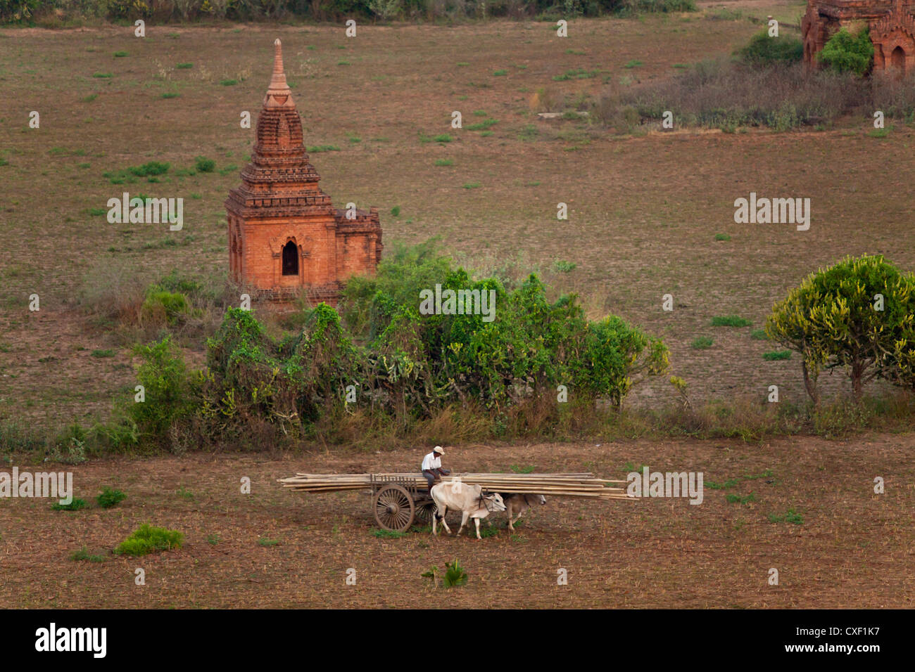 A man hauls bamboo on an OX CART as seen from the SHWESANDAW TEMPLE - BAGAN, MYANMAR Stock Photo