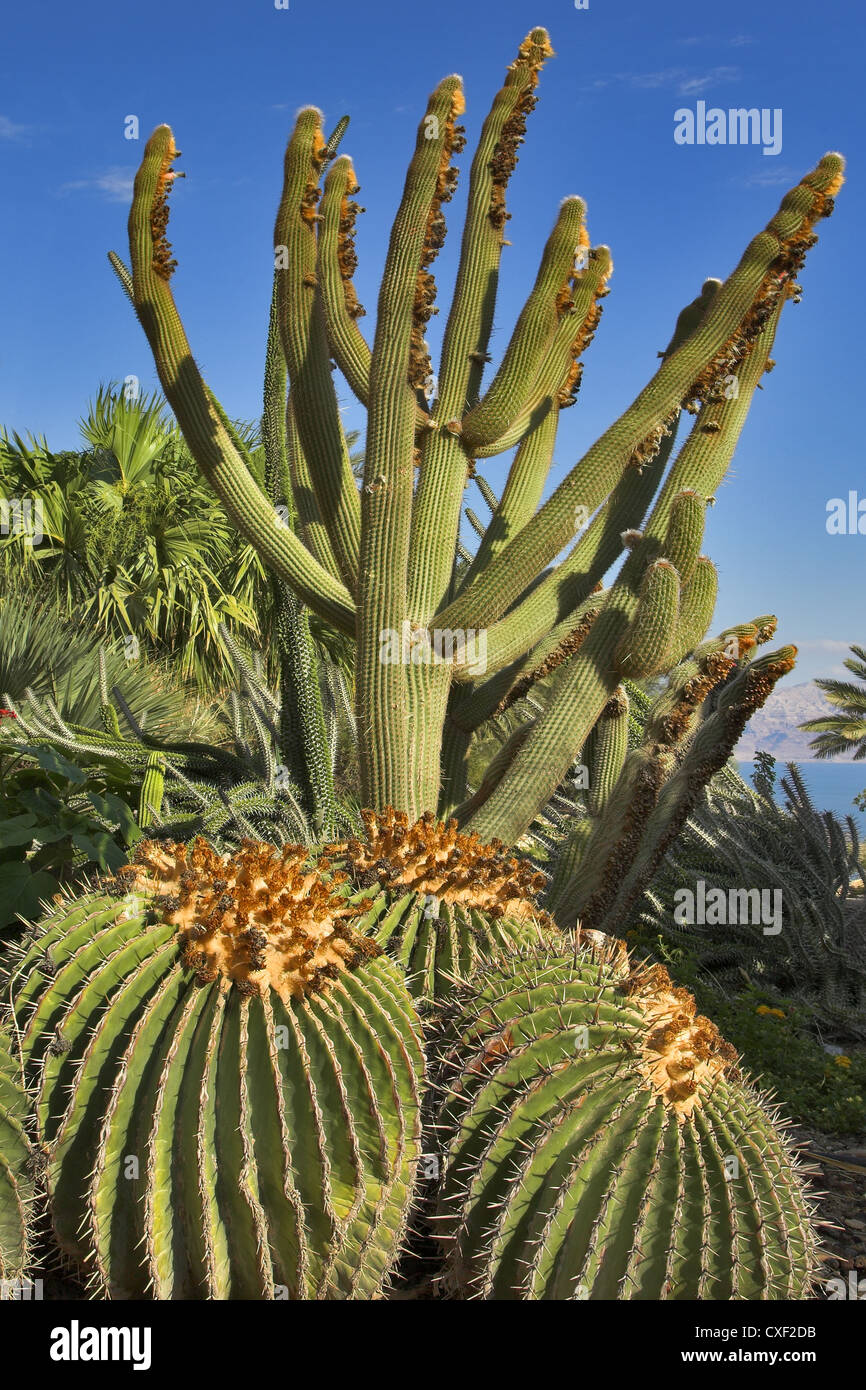Different cactuses. Stock Photo