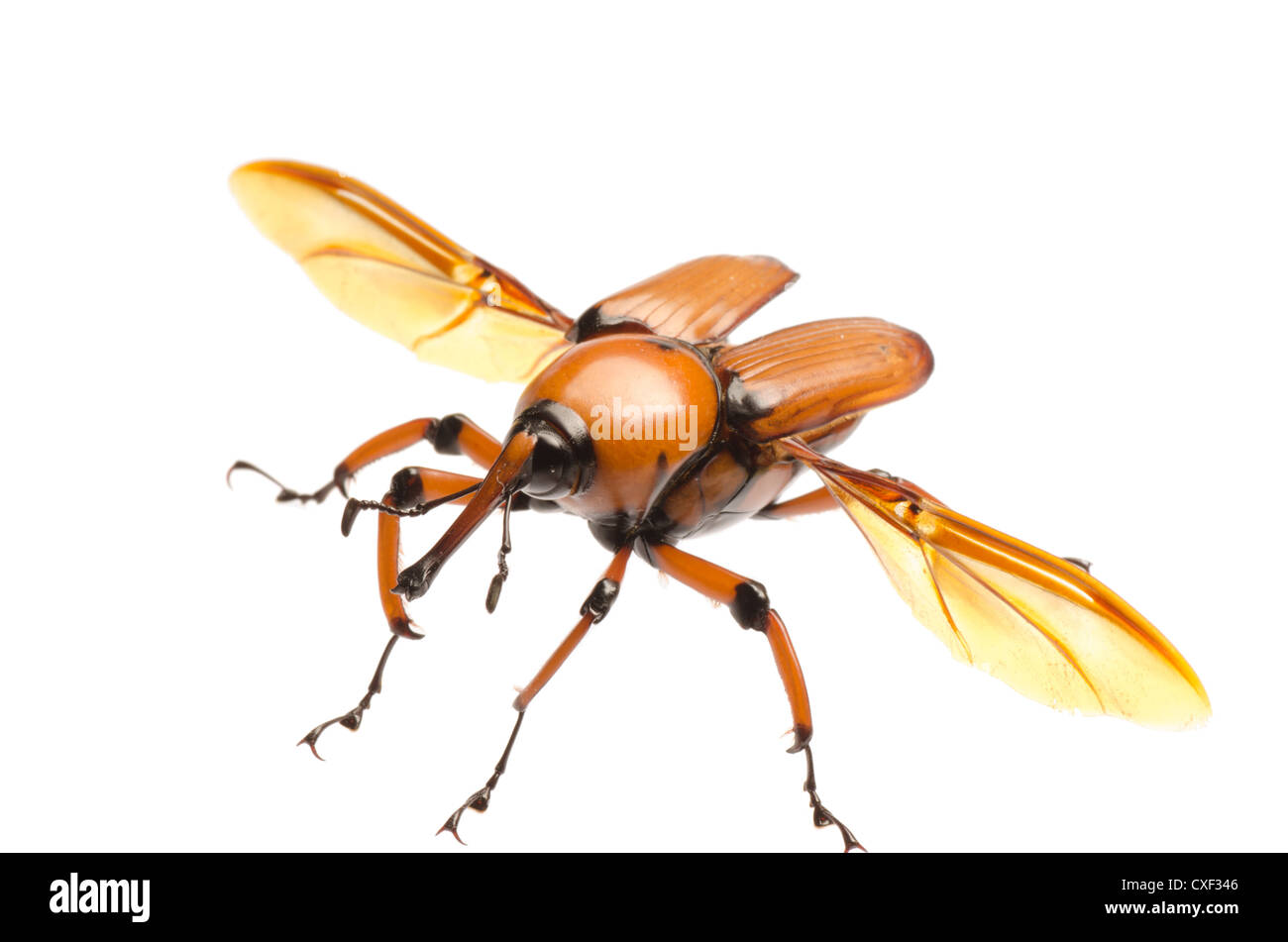brown palm weevil beetle Stock Photo