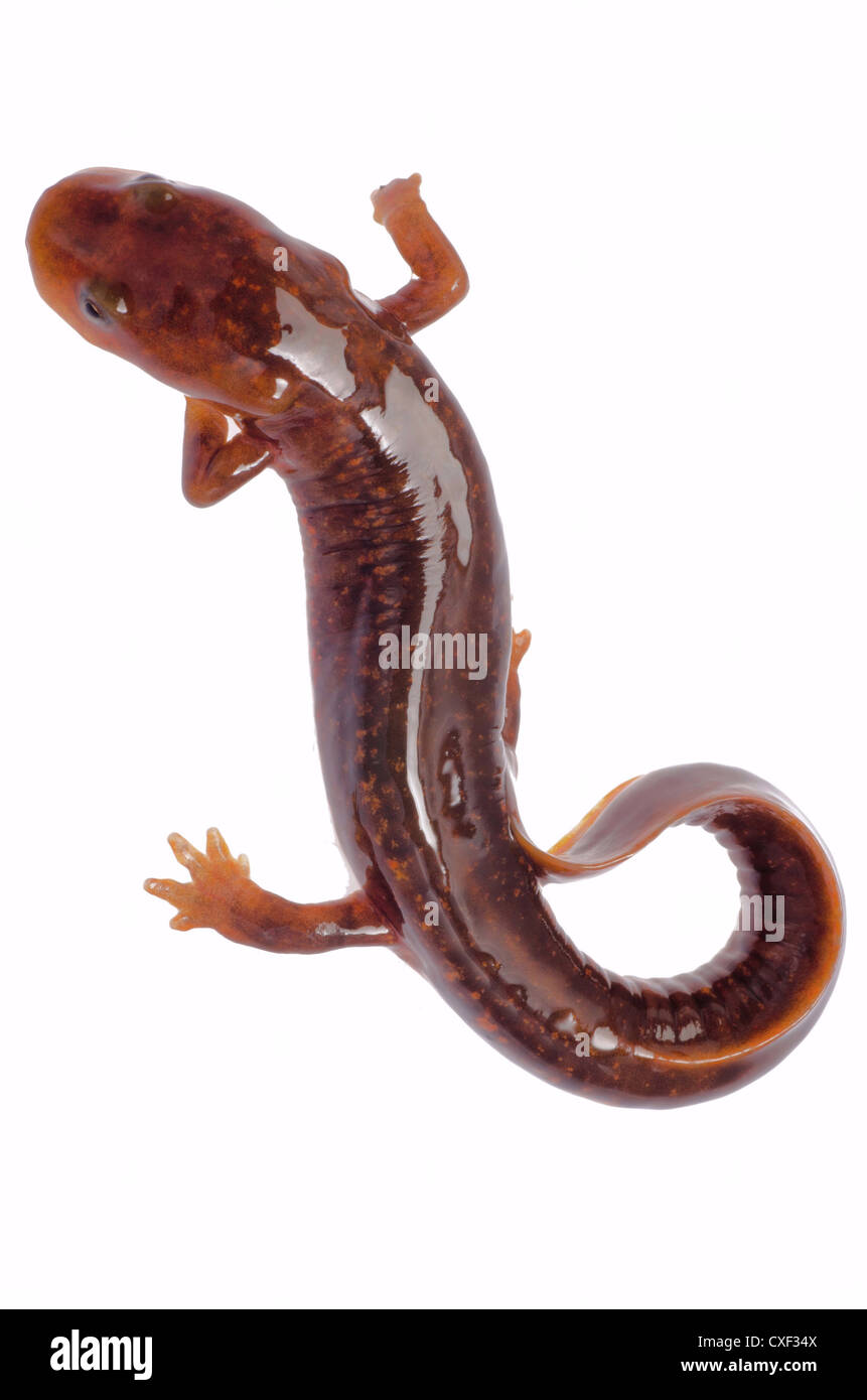 Chinese tsitou salamander newt isolated on white Stock Photo