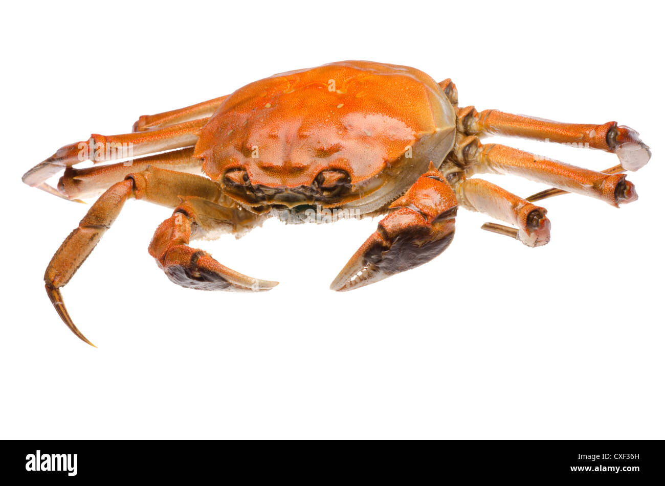 Eriochier sinensis hires stock photography and images Alamy