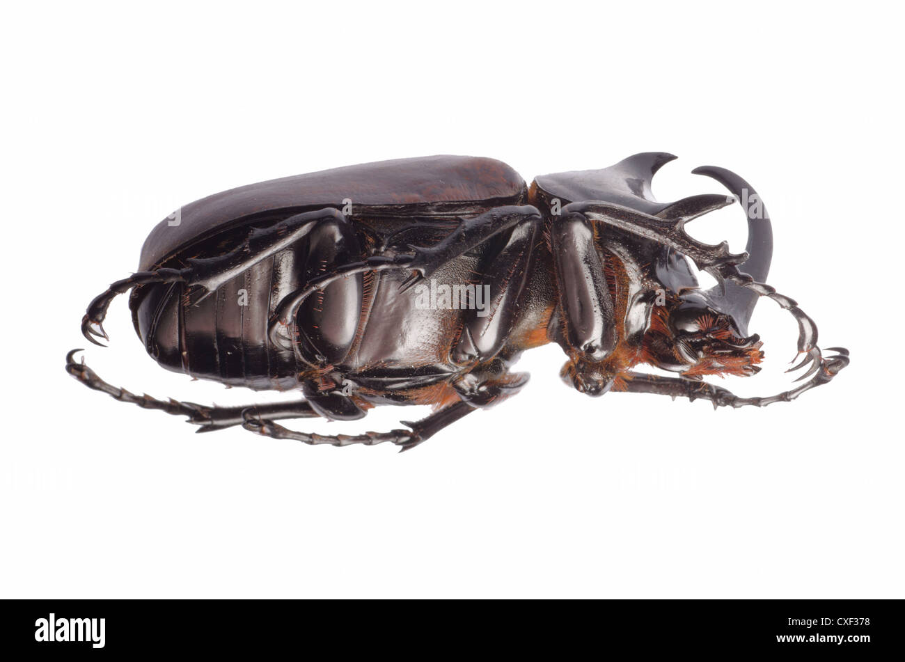 insect giant scarab rhino beetle Eupatorus sukkiti isolated Stock Photo